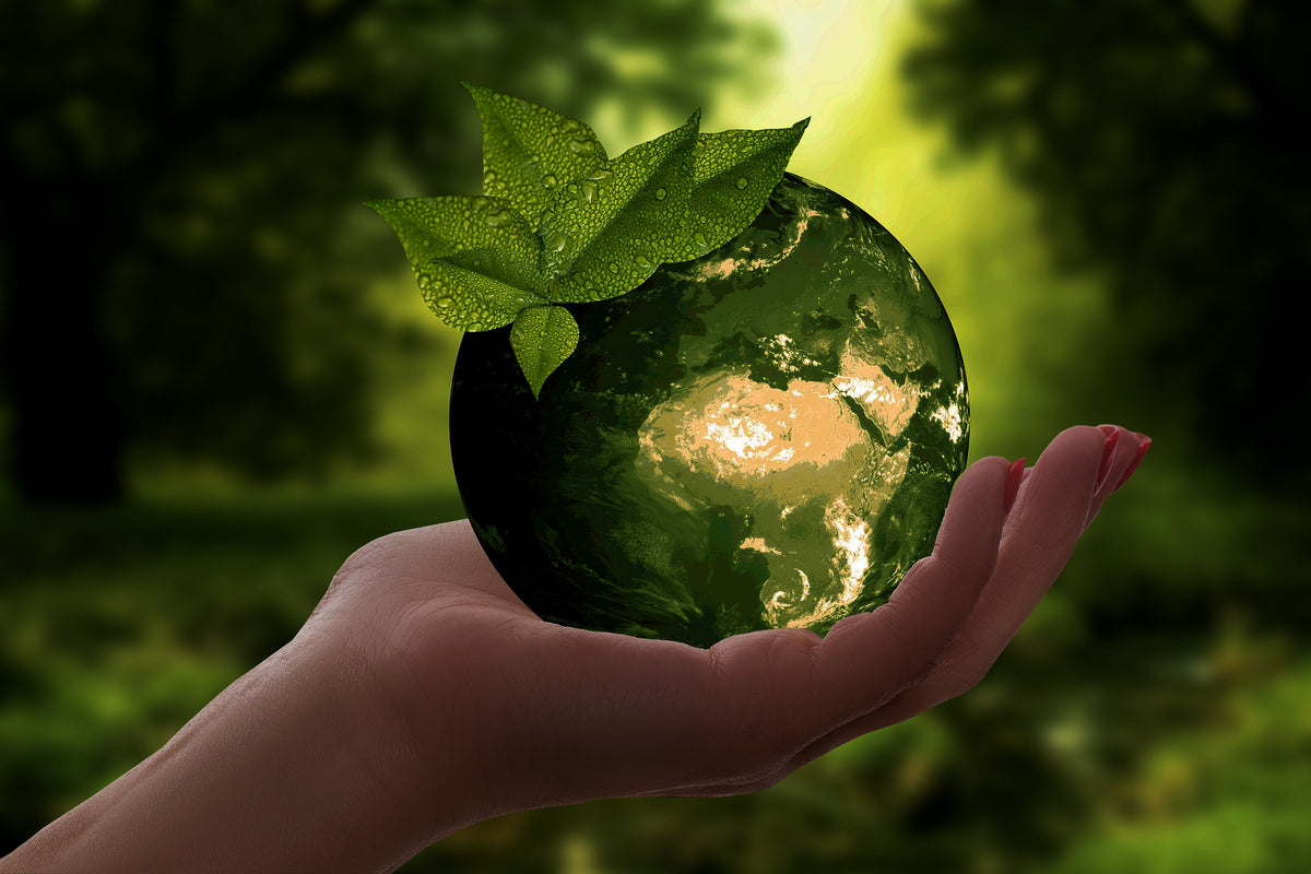 Sustainability and SBN (Sustainable Business Network)